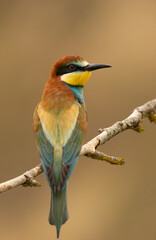 The beautiful European bee-eater bird photographed at sunset in Bulgaria