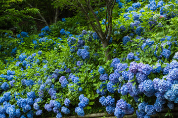 日本　静岡県袋井市、遠州三山の一つ法多山尊永寺で咲き誇る紫陽花