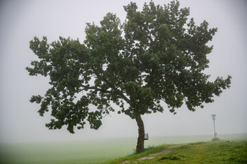 A tree in the fog