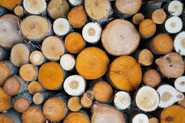 Fototapeta premium pile of logs cut from colorful aspens, birches, alders background