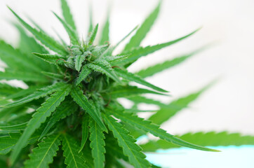 agriculture, background, botany, bud, buds, cannabis, close up, closeup, crop, cultivated, cultivation, culture, dope, drug, farm, farming, flower, grass, green, grow, growth, harvest, hash, health, h