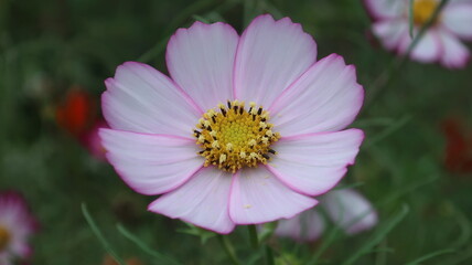 秋の庭に咲く色鮮やかな花