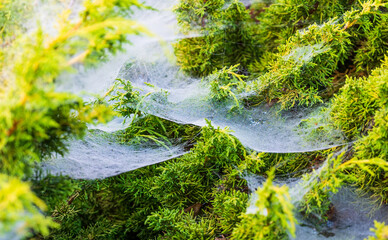 Drops of dew in a foggy cobweb in the bush on a summer morning