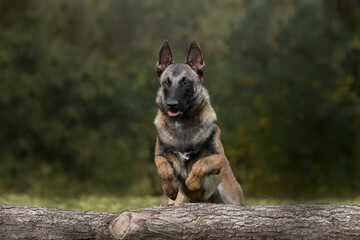 belgian shepherd dog
