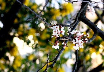 Frühlingsblume