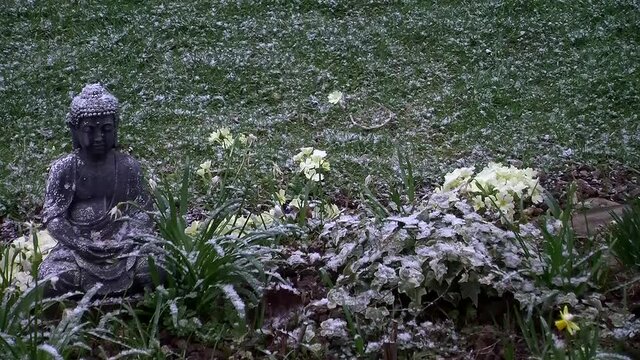 Schneefall im M&auml;rz (kann den Primeln nichts mehr anhaben)