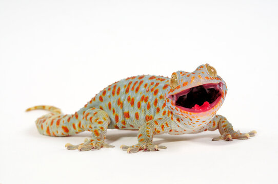 Tokay gecko / Tokeh, Tokee (Gekko gecko) 