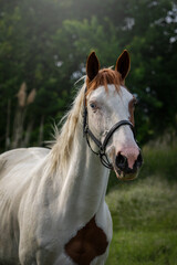 Obraz premium portrait of a horse