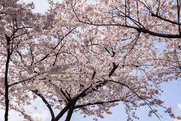 満開の桜の木