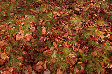autumn tree leaves on the grass