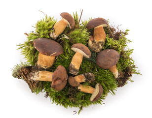 Boletus edulis (king bolete) isolated white background top view