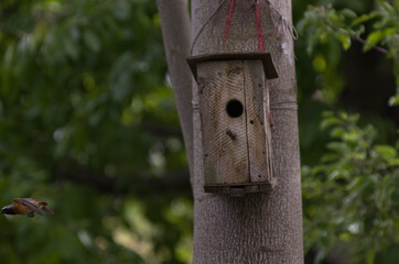 Mały ptaszek  wylatujący z kadru z domkiem dla ptaków  na zielonym rozmytym tle