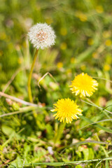 たんぽぽの花と綿毛