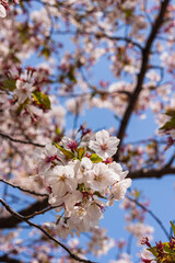 満開の桜
