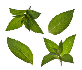 Mint leaves isolated without shadow