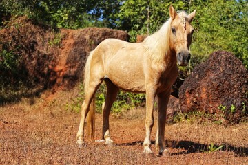 Obraz na płótnie Canvas Portrait of a horse. State Of Goa. India