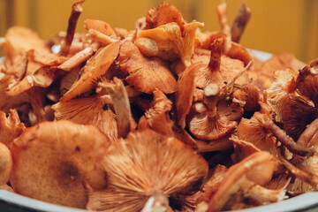 Mushroom harvest. Many Autumn plants. Mushroom preparation