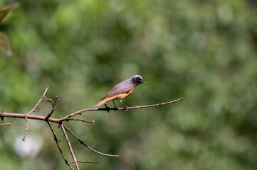 Mały ptaszek siedzący na gałęzi na zielonym rozmytym tle	
