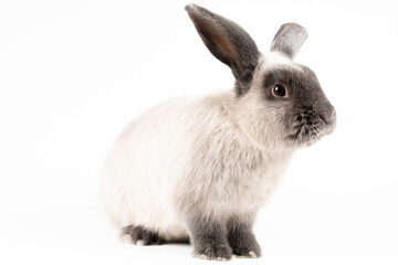 Lop Rabbit on Isolated Background