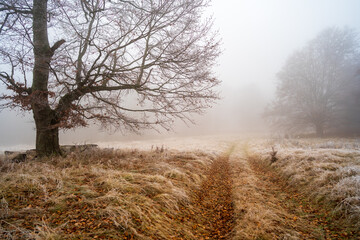 Natural landscape during a magical foggy morning in a secluded area, with an empty road covered in frost and dry leaves that passes by a secular tree and gets lost in the distance.