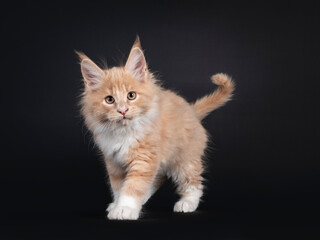 Handsome creme with white fluffy Maine Coon cat kitten, walking towards lens. Looking towards camera. Isolated on black background.