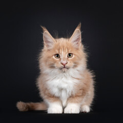 Handsome creme with white fluffy Maine Coon cat kitten, sitting facing front. Looking towards camera. Isolated on black background.