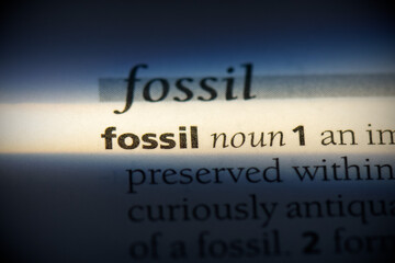 fossil