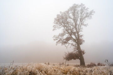 Idyllic landscape on a cold and foggy winter morning in which only the silhouette of a lonely oak tree and dry grass covered with frost leading to it can be distinguished. Copy space.