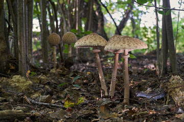 Edible mushroom Macrolepiota procera in the deciduous forest. Known as parasol mushroom. Wild mushrooms growing in the leaves.