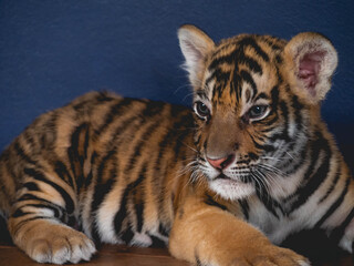 Little Tiger at Tiger Park Chonburi Province, Thailand