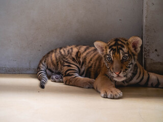 Little Tiger at Tiger Park Chonburi Province, Thailand