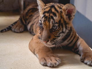 Little Tiger at Tiger Park Chonburi Province, Thailand