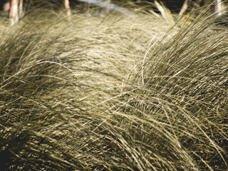 There are many fine grasses in Chonburi, Thailand.
