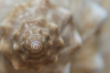 Abstract background, natural texture. Seashell close-up, small depth of field, selective focus.