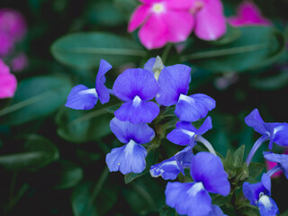 Fototapeta na wymiar Pink and purple flower garden
