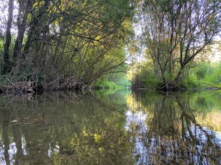 Fototapeta premium lake in the forest
