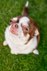 A brown-and-white dog, a Chihuahua breed with half-covered eyes sitting on the green grass. View from above. Close-up. It's a fun scene.