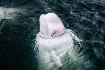 White whale close-up. Dolphin with scars on his face in dark sea water. A young calf whale from a...
