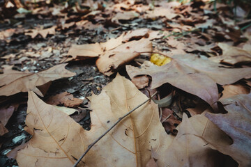 Fallen Leaves in Autumn Forest