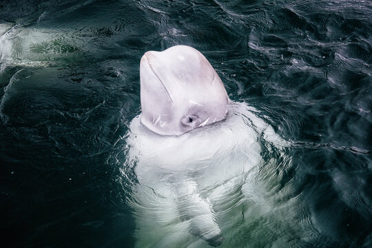 White whale close-up. Dolphin with scars on his face in dark sea water. A young calf whale from a whale prison in Russia.