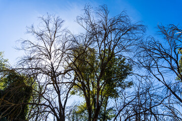 Natural Landscape with Big Trees