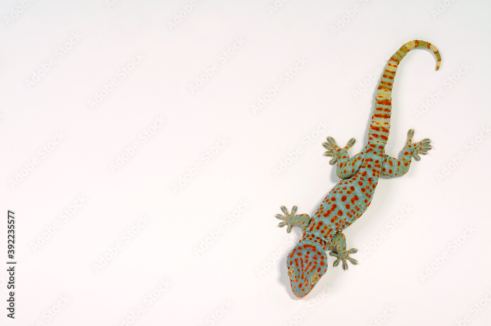 Poster Tokay gecko / Tokeh, Tokee (Gekko gecko) 