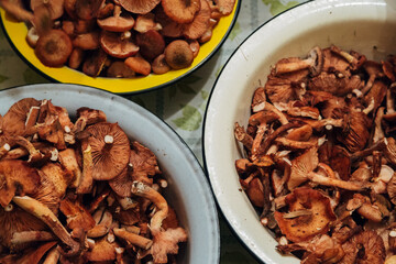 Mushroom harvest. Many Autumn plants in basins
