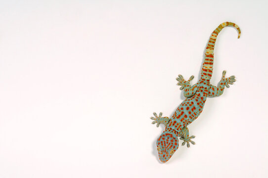 Tokay gecko / Tokeh, Tokee (Gekko gecko) 