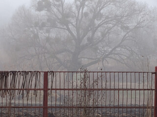 Mistical Tree in the fog