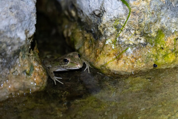 Closeup Frog River in the Water