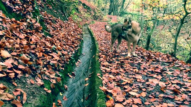 Czechoslovakian  Wolfdog listens to forest noises on the Haehnerbachtal hiking trail  with autumn beech leaves covered forest floor

