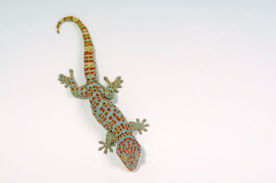 Tokay gecko / Tokeh, Tokee (Gekko gecko) 