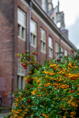 Yellow berries bush with red brick building in the background