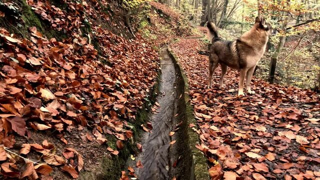 Czechoslovakian  Wolfdog listens to forest noises on the Haehnerbachtal hiking trail  with autumn beech leaves covered forest floor
